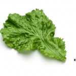 Hoja de lechuga decorativas para mostrador vitrina carnicería charcutería pack 12 unidades ref X-2530